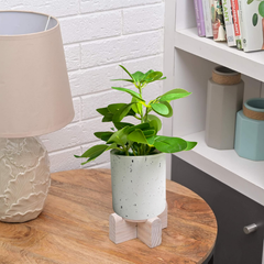 De Gardenia Artificial Rubber Plant – Small Faux Potted Plant for Tabletop, Home, Bathroom & Office Décor | Indoor Decorative Greenery