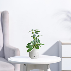 De Gardenia Artificial Rubber Plant – Small Faux Potted Plant for Tabletop, Home, Bathroom & Office Décor | Indoor Decorative Greenery