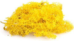 De Gardenia Preserved Reindeer Moss – Yellow | Natural Craft Moss for DIY, Floral Decor, Terrariums & Wall Art