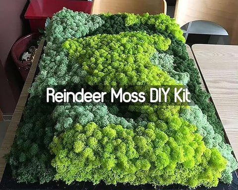 De Gardenia Prefleur Preserved Reindeer Craft Moss | Natural Green DIY Kit for Gardening, Arts & Crafts, Florist Projects, Wedding Backdrop & Home Decoration