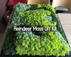 De Gardenia Prefleur Preserved Reindeer Craft Moss | Natural Green DIY Kit for Gardening, Arts & Crafts, Florist Projects, Wedding Backdrop & Home Decoration