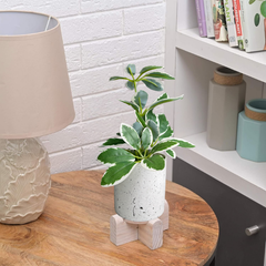 De Gardenia Artificial Rubber Plant – Small Faux Potted Plant for Tabletop, Home, Bathroom & Office Décor | Indoor Decorative Greenery