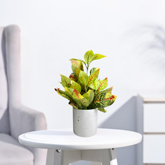 De Gardenia Artificial Rubber Plant – Small Faux Potted Plant for Tabletop, Home, Bathroom & Office Décor | Indoor Decorative Greenery