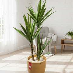 De Gardenia Yucca X3 – 110 cm Tall Artificial Plant | Lifelike Faux Indoor & Outdoor Décor Without Pot