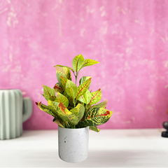 De Gardenia Artificial Rubber Plant – Small Faux Potted Plant for Tabletop, Home, Bathroom & Office Décor | Indoor Decorative Greenery