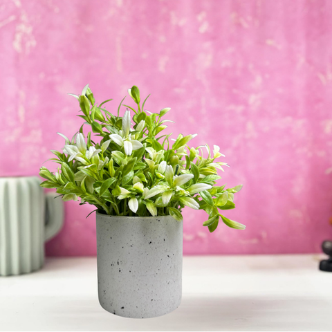 De Gardenia Artificial Rubber Plant – Small Faux Potted Plant for Tabletop, Home, Bathroom & Office Décor | Indoor Decorative Greenery