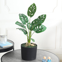 De Gardenia Artificial Monstera Rubber Plant with Black Pot – 50 cm Tall Faux Indoor Greenery for Home Décor | Realistic Ornamental Plant