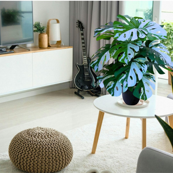 De Gardenia Artificial Money Plant – 78 cm Tall Faux Green Plant with Pot | Lifelike Palm Leaves Monstera for Home, Office & Indoor Decoration