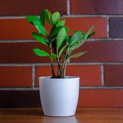 De Gardenia Flower Pots - 4.4 Inch Plastic Flower Pots | Modern Decorative Indoor Outdoor Planters/Pots - Plant Not Included - Pack of 3