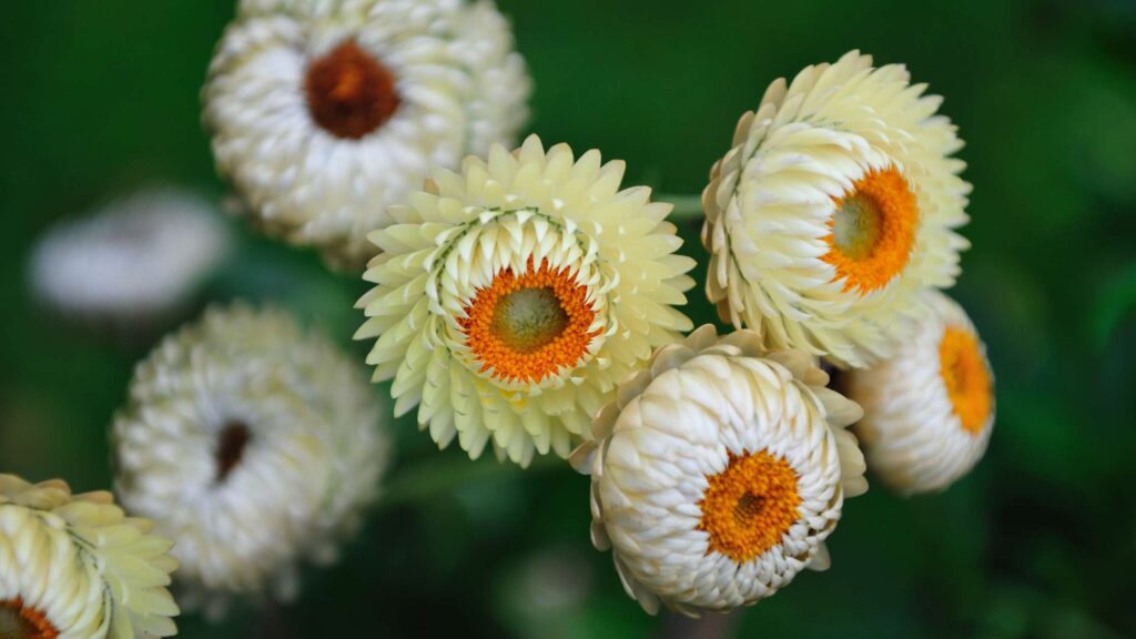 Top 10 Benefits of Decorating with Artificial Flowers in 2025