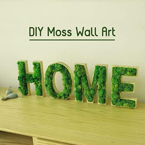 De Gardenia Prefleur Preserved Reindeer Moss – Natural Green DIY Kit | Craft Moss for Gardening, Wedding Decor, Floristry & Wall Art