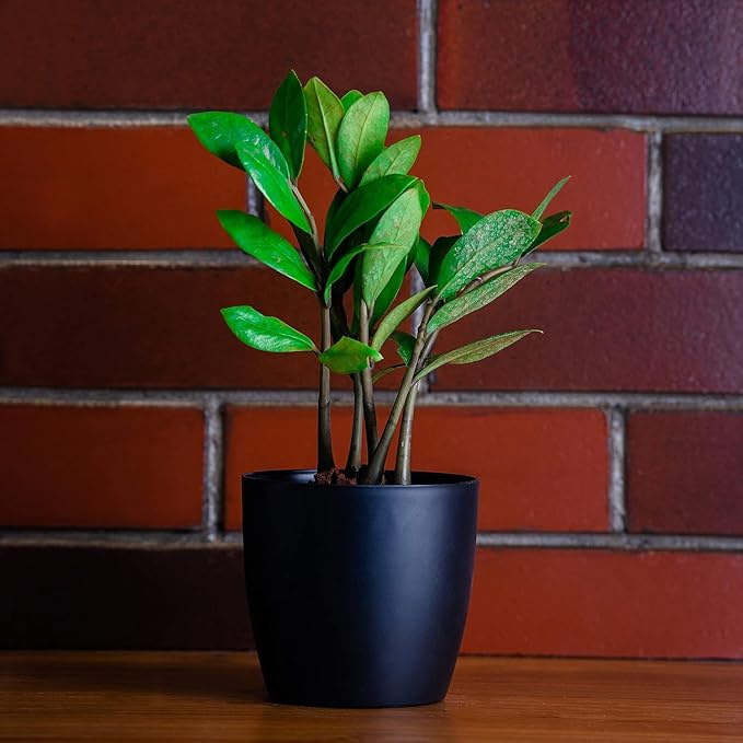 De Gardenia Plastic Flower Pots – 4.4 Inch Modern Decorative Planters for Indoor & Outdoor Use | Lightweight & Durable | Plants Not Included