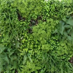 De Gardenia 100x100cm Artificial Greenery Wall Panel – Lush Faux Vertical Garden Mat for Wall, Balcony, Fence & Indoor-Outdoor Décor