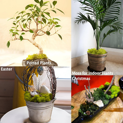 De Gardenia Prefleur Preserved Reindeer Craft Moss | Natural Green DIY Kit for Gardening, Arts & Crafts, Florist Projects, Wedding Backdrop & Home Decoration