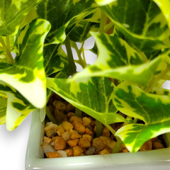 De Gardenia Mini Artificial Wandering Plant – 19 cm Tall Faux Green Plant with Ceramic Vase | Indoor Decorative Plant for Home & Office Décor