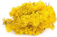 De Gardenia Preserved Reindeer Moss – Yellow | Natural Craft Moss for DIY, Floral Decor, Terrariums & Wall Art