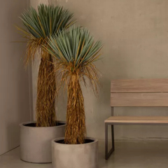 De Gardenia Bastian Cactus – 160 cm Tall Artificial Plant with Pot | Lifelike Faux Indoor & Outdoor Décor