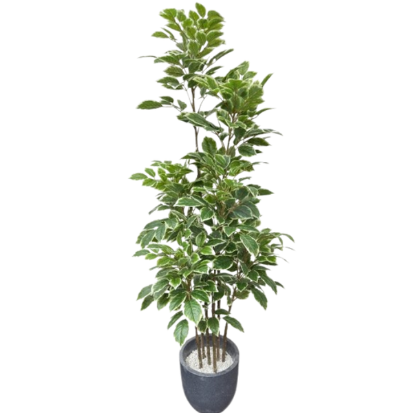 De Gardenia Artificial Red Machira Variegated Plant – 180CM Tall Faux Tree Without Pot | Decorative Statement Plant for Home, Office & Events