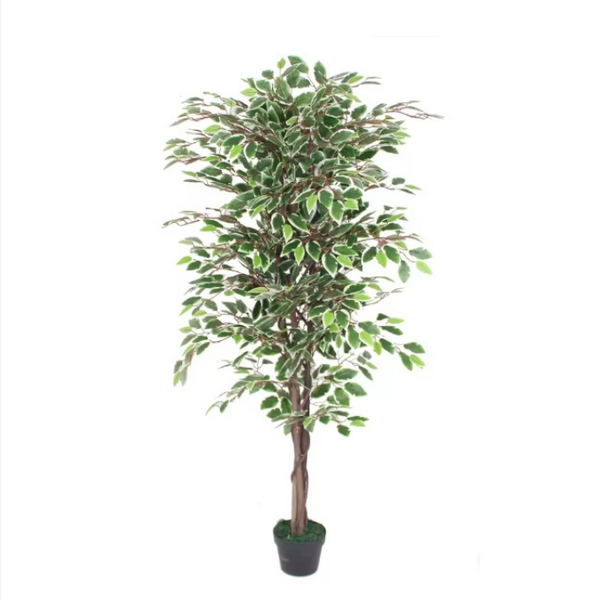 De Gardenia Variegated Ficus in Wooden Bark – 180 cm Tall Artificial Plant Without Pot | Lifelike Faux Indoor Greenery