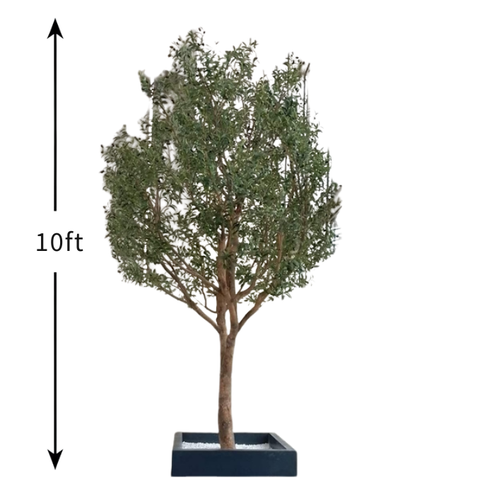 De Gardenia 10ft Preserved Olive Tree – Authentic Natural Indoor Tree for Luxury Home, Office & Hotel Décor