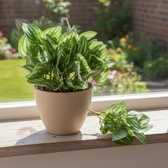 De Gardenia Wandering Jew Leaves Shrub – 25cm Artificial Plant Without Pot for Home & Office Décor