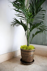 De Gardenia Preserved Reindeer Moss – Yellow | Natural Craft Moss for DIY, Floral Decor, Terrariums & Wall Art