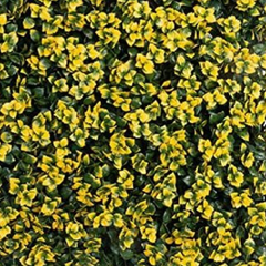 De Gardenia 50x50 cm Artificial Greenery Wall Panel – Lush Faux Vertical Garden Mat for Wall, Balcony & Home Décor