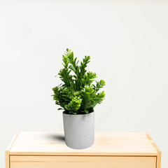 De Gardenia Artificial Rubber Plant – Small Faux Potted Plant for Tabletop, Home, Bathroom & Office Décor | Indoor Decorative Greenery