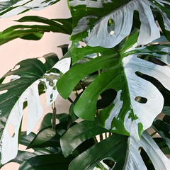 De Gardenia Artificial Monstera Plant – 78.7 cm Tall with Black Pot | 18 Green & White Leaves | Realistic Faux Decorative Plant for Home, Office & Interior Décor