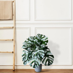 De Gardenia Artificial Monstera Plant – 78.7 cm Tall with Black Pot | 18 Green & White Leaves | Realistic Faux Decorative Plant for Home, Office & Interior Décor