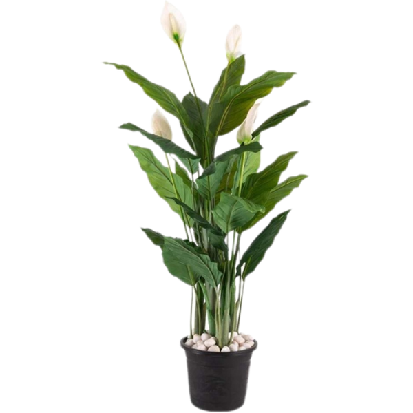 De Gardenia 150CM Real Touch Spathiphyllum Plant (X3, Without Pot) – Lifelike Peace Lily for Home, Office & Indoor Décor