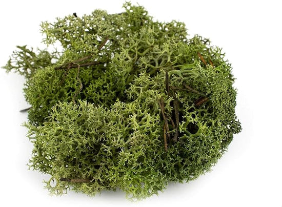 De Gardenia Preserved Reindeer Moss – Deep Green | Natural Moss for Crafts, Terrariums, Wall Art & DIY Decor