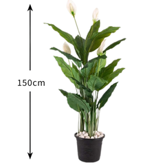 De Gardenia 150CM Real Touch Spathiphyllum Plant (X3, Without Pot) – Lifelike Peace Lily for Home, Office & Indoor Décor