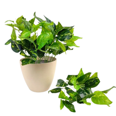 De Gardenia Money Plant PVC Shrubs – 30 cm Tall Artificial Plant | Lifelike Faux Greenery for Home, Office & Décor
