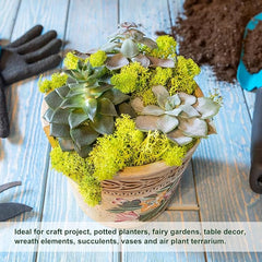 De Gardenia Preserved Reindeer Moss – Yellow | Natural Craft Moss for DIY, Floral Decor, Terrariums & Wall Art