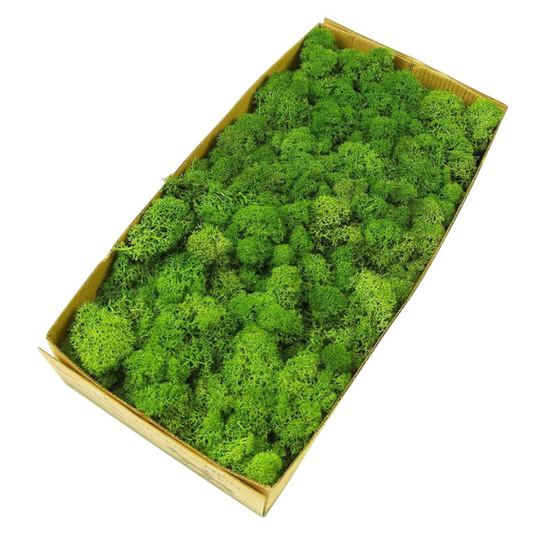 De Gardenia Prefleur Preserved Reindeer Moss – Natural Green DIY Kit | Craft Moss for Gardening, Wedding Decor, Floristry & Wall Art