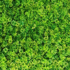 De Gardenia 50x50 cm Artificial Greenery Wall Panel – Lush Faux Vertical Garden Mat for Wall, Balcony & Home Décor