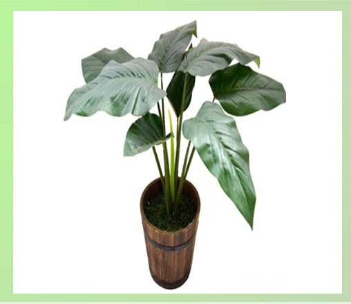 DG Real Touch Philodendron plant
