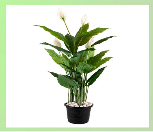 DG  Real Touch Spathiphyllum Plant