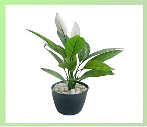 DG Peace Lily Plant