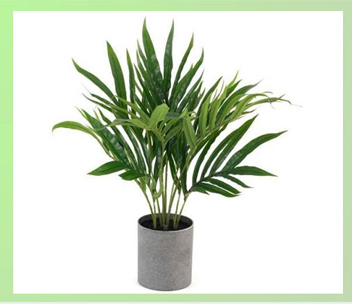 DG Real Touch Bamboo Palm
